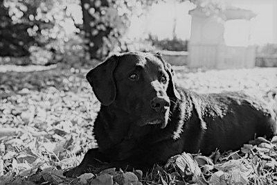 Trauer um Hund verstehen und bewältigen - Lebewohl, Fellnase 🐕 🌈