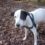 Blacky, † am 06.03.2023