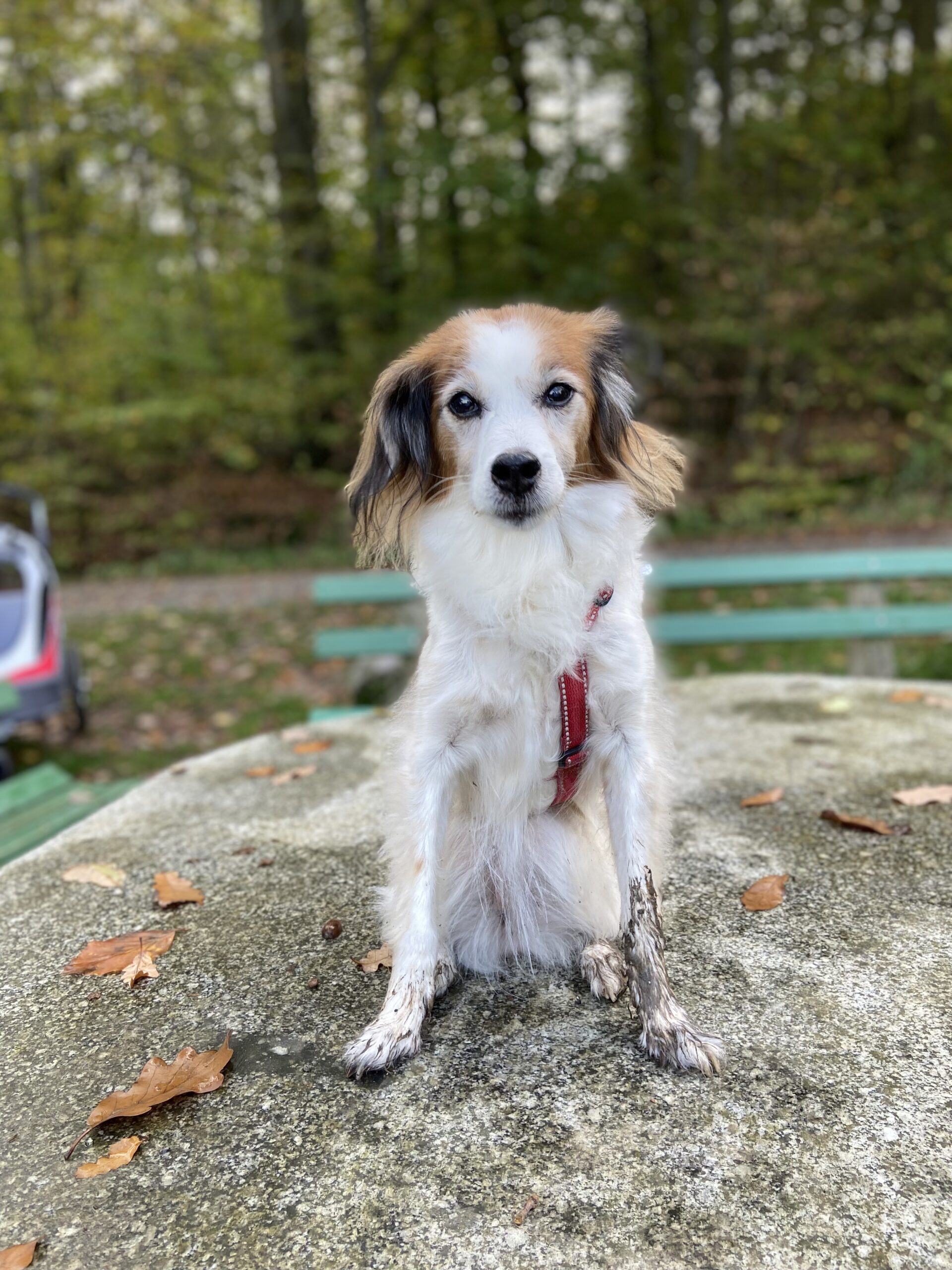 Luna Trauer um Hunde verstehen und bewältigen Lebewohl, Fellnase